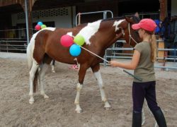 reiten-luzern