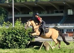 reiten-luzern-3