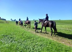reiten-luzern