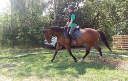 reiten-schaffhausen