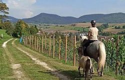 reiten-schaffhausen