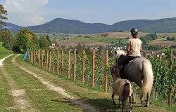 reiten-schaffhausen