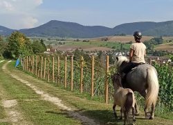 reiten-schaffhausen