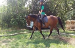 reiten-schaffhausen
