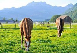 reiten-schwyz