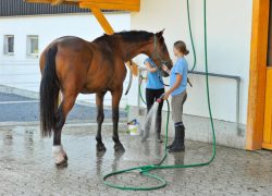 reiten-schwyz