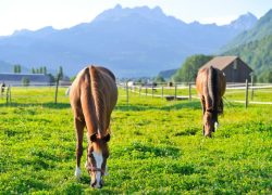 reiten-schwyz