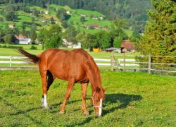 reiten-schwyz