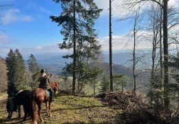 reiten-solothurn