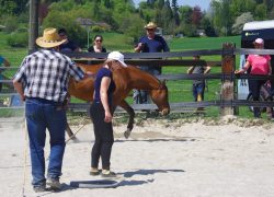 reiten-solothurn