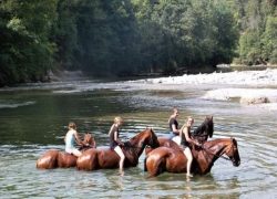 reiten-st.gallen