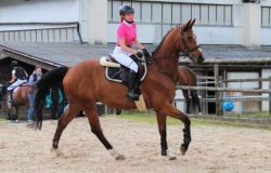 reiten-st.gallen