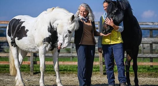 reiten-thurgau