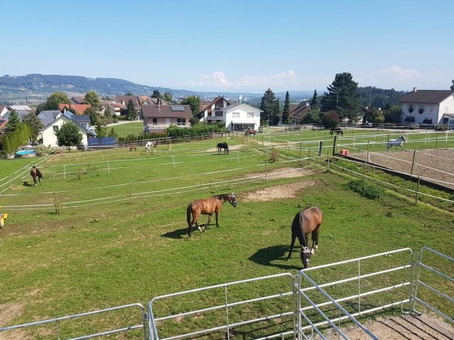 reiten-thurgau