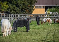 ponyhof-thurgau