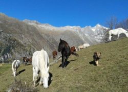 reiten-wallis
