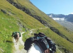 reiten-wallis