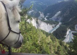 reiten-wallis