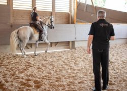 reiten-zürich