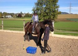 reiten-zürich-