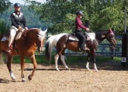 westernreiten-zürich