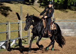 westernreiten-zürich