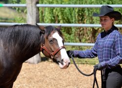 westernreiten-zürich