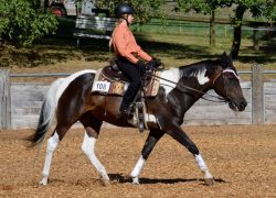 westernreiten-zürich