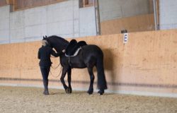 pferdecoaching-zürich