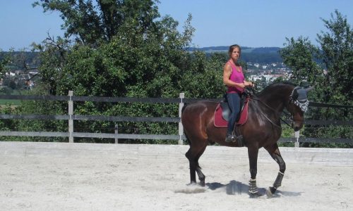 reiten-zürich
