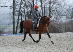 reiten-zürich