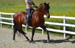 reiten_graubünden