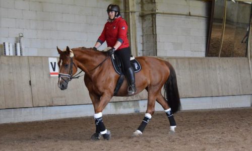 reiten_mobil-schweiz