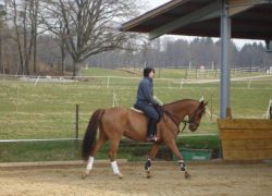 reiten_mobil-schweiz