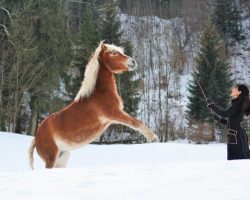 reitkunst-st.gallen