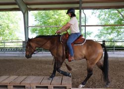 westernreiten-stgallen