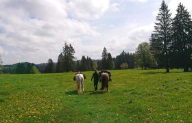 wanderreiten-jura