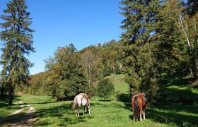 wanderreiten-jura