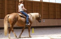 westernreiten-st.gallen