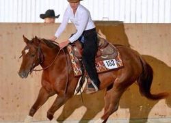 westernreiten-bern