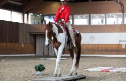 westernreiten-luzern