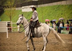 westernreiten-tessin