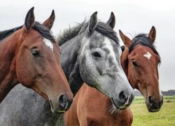 westernreiten-zug