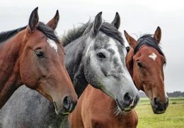 westernreiten-zug