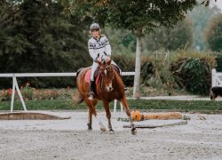 Horseathlon-Freiburg
