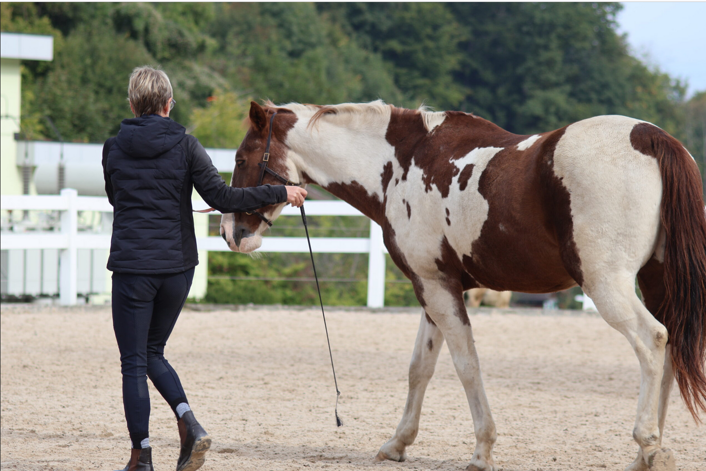 Intensivwoche Akademische Reitkunst
