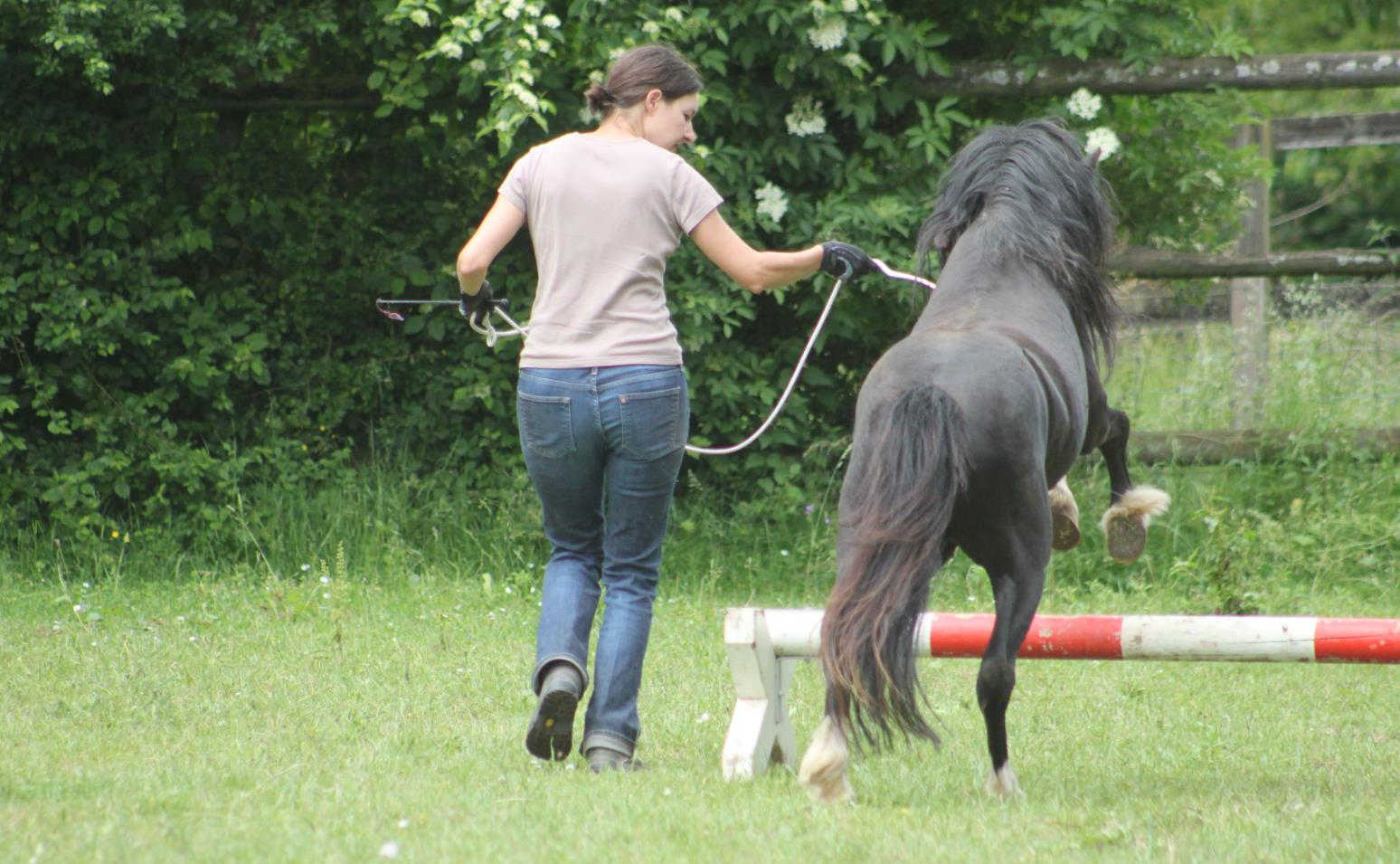 Rahel's Pferdetraining, 6319 Allenwinden (ZG)
