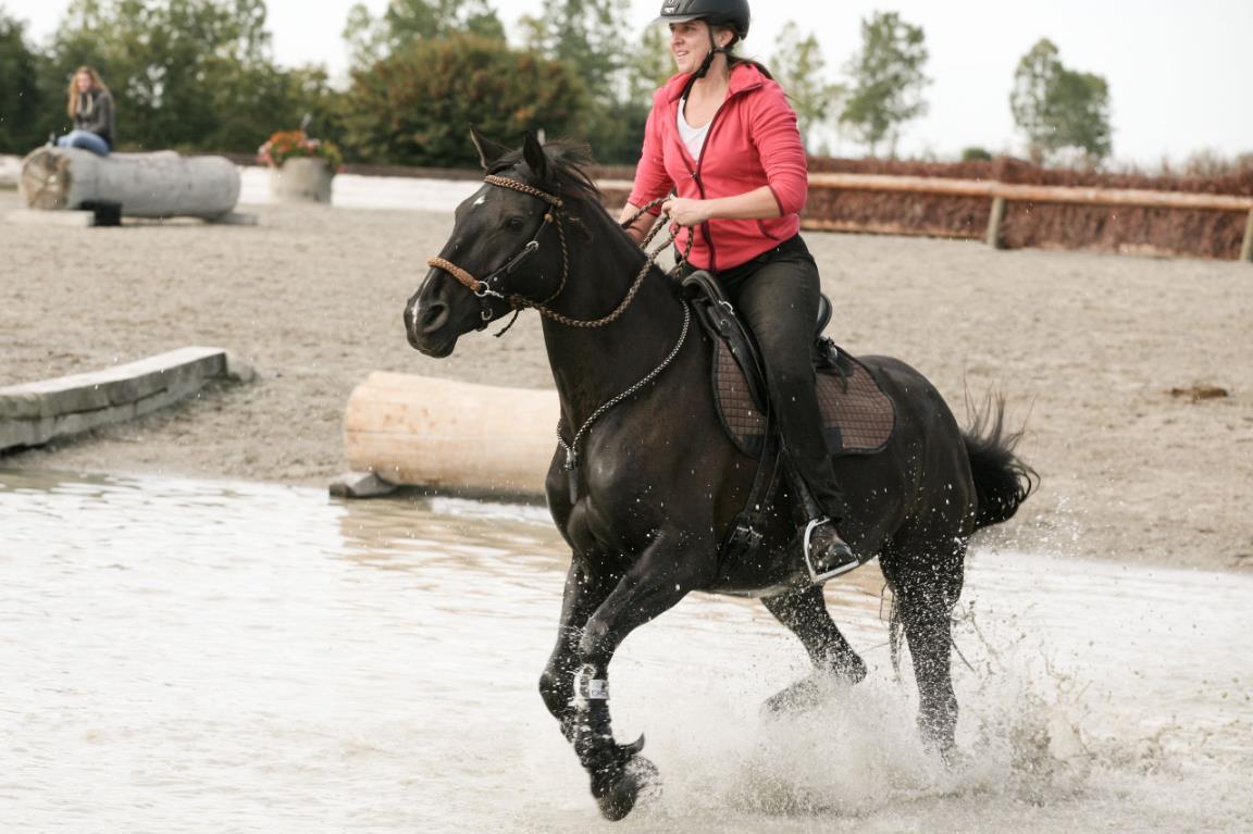 Pro Horse, 3176 Neuegg (BE)